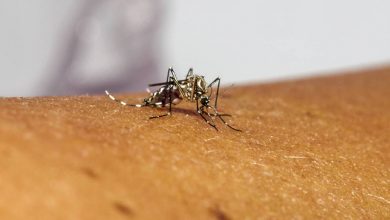 Photo of Muertes por enfermedades transmitidas por mosquitos incrementan por la Pandemia