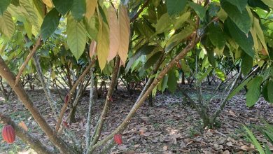 Photo of 40 hectáreas de cacao están siendo cultivadas en tierras restituidas del Meta.